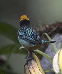 Saffron-crowned Tanager Photo