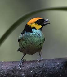 Saffron-crowned Tanager Photo