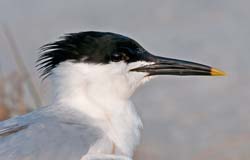 Sandwich Tern Photo