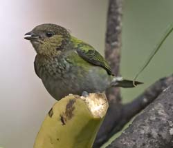 Silvery Tanager Photo