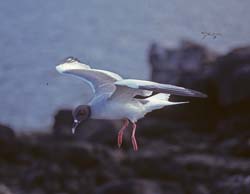 Swallow-tailed Gull Photo