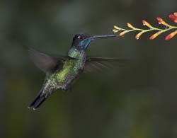 Talamanca_Hummingbird Photo