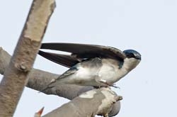 Tree Swallow  Photo