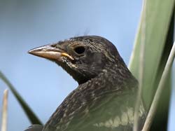 Tricolored Blackbird Photo