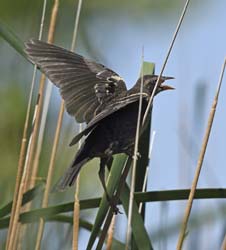 Tricolored Blackbird Photo