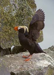 Tufted Puffin Photo