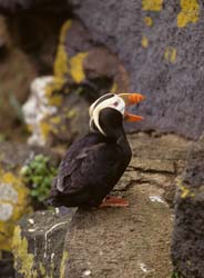 Tufted Puffin Photo