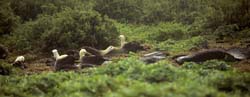 Waved Albatross Photo