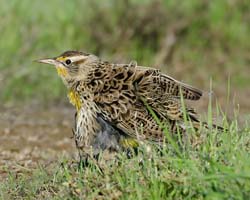 Western Meadowlark Photo
