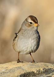 White-crowned Sparrow Photo
