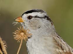 White-crowned Sparrow Photo