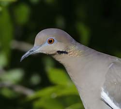 White-winged Dove Photo