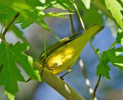 Yellow Warbler Photo Picture