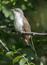 Yellow-billed Cuckoo Photo