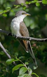 Yellow-billed Cuckoo Photo