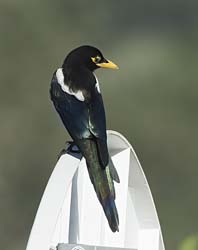 Yellow-billed Magpie Photo Picture