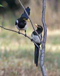 Yellow-billed Magpie Photo Picture