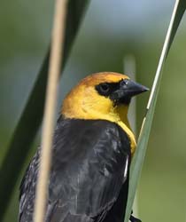 Yellow-headed Blackbird Photo Picture