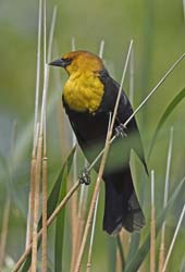 Yellow-headed Blackbird Photo Picture
