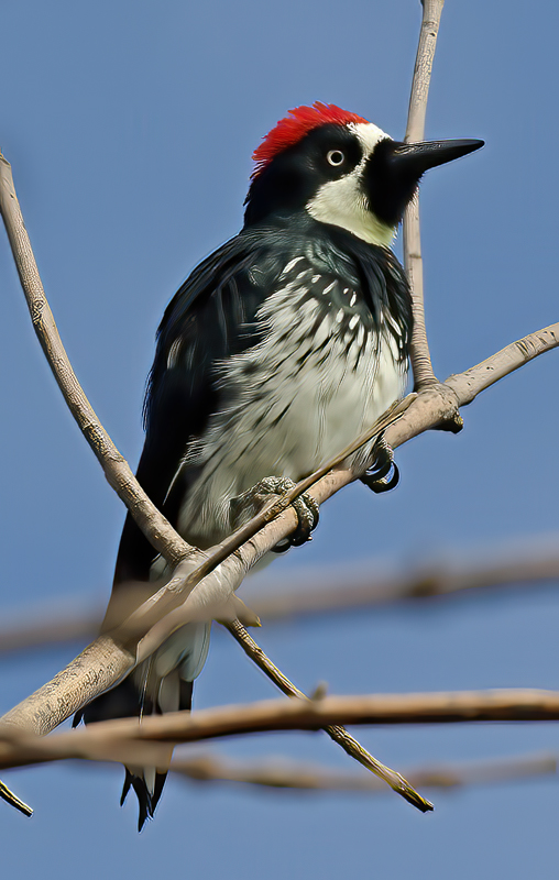 Acorn_Woodpecker_11_CA_011