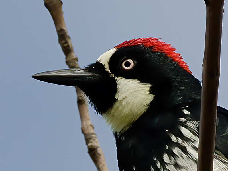 Acorn_Woodpecker_11_CA_017