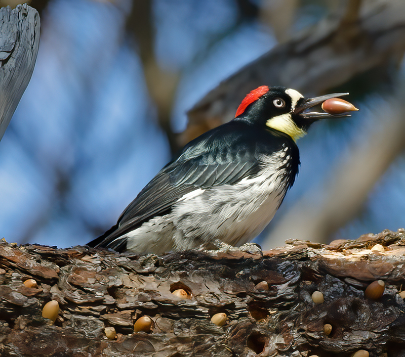 Acorn_Woodpecker_11_CA_026