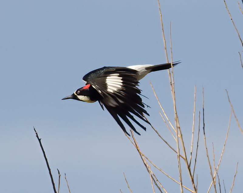 Acorn_Woodpecker_14_CA_001