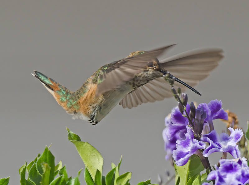 Allens_Hummingbird_11_CA_087