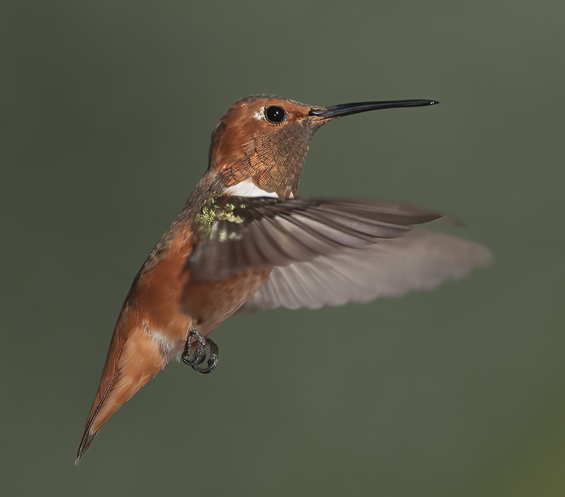 Allens_Hummingbird_14_CA_445