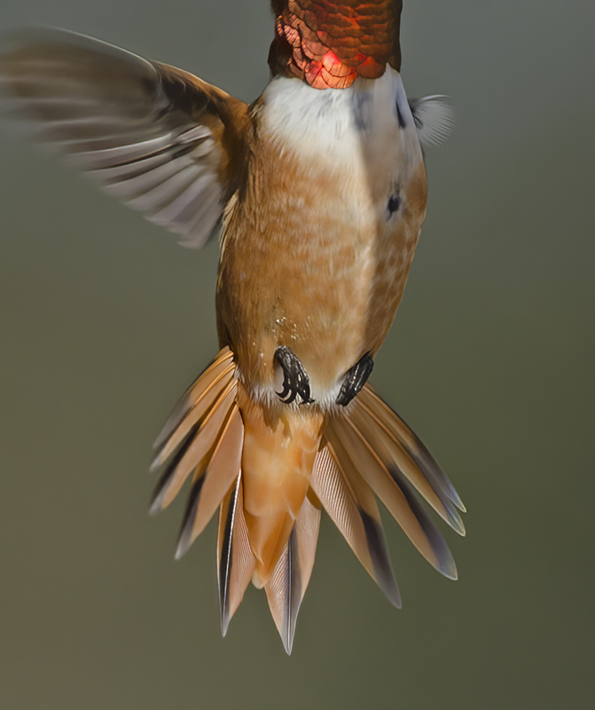 Allens_Hummingbird_14_CA_486
