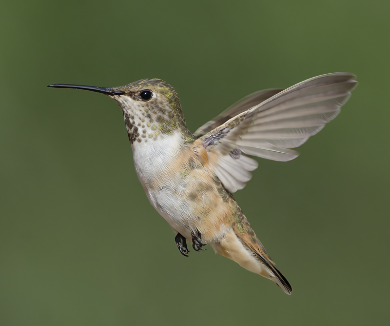 Allens_Hummingbird_14_CA_516