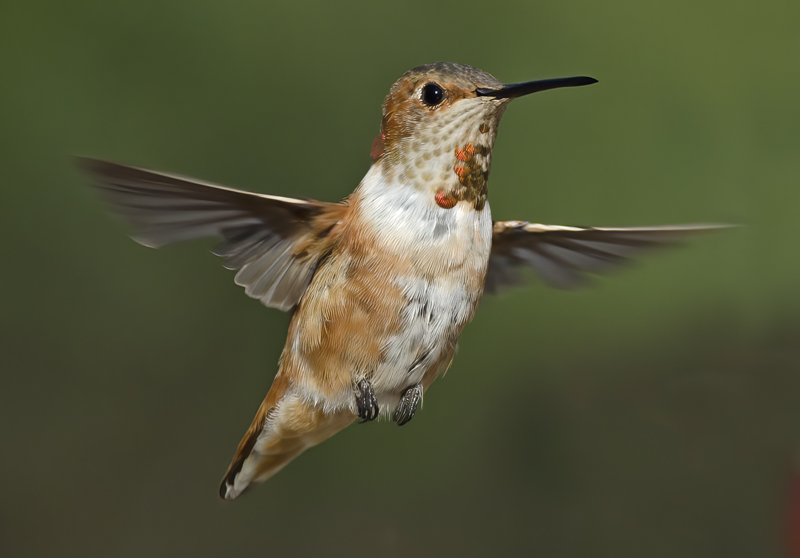 Allens_Hummingbird_14_CA_547