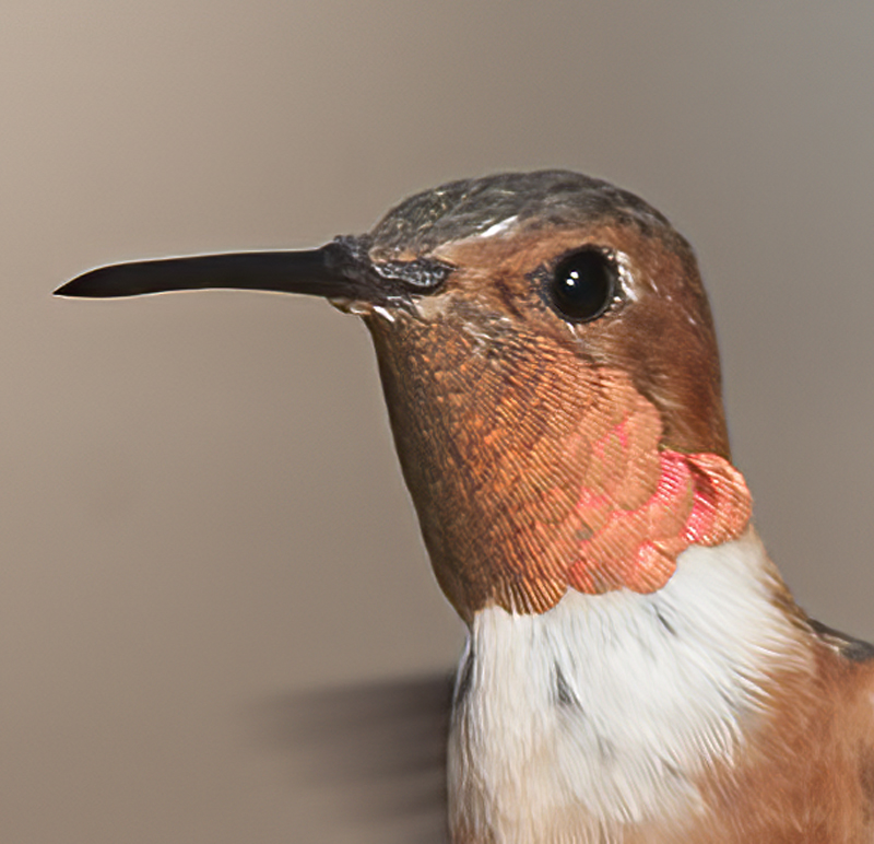 Allens_Hummingbird_14_CA_649
