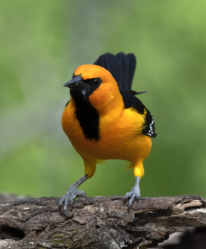 Altamira_Oriole_19_TX_034
