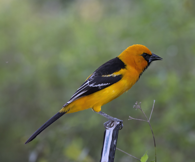 Altamira_Oriole_TX_18_024