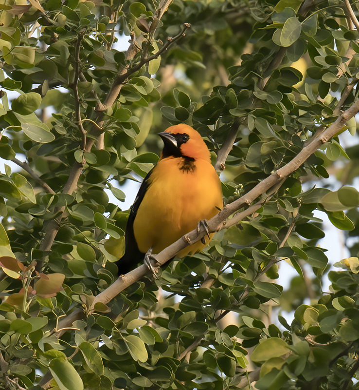 Altamira_Oriole_TX_18_047