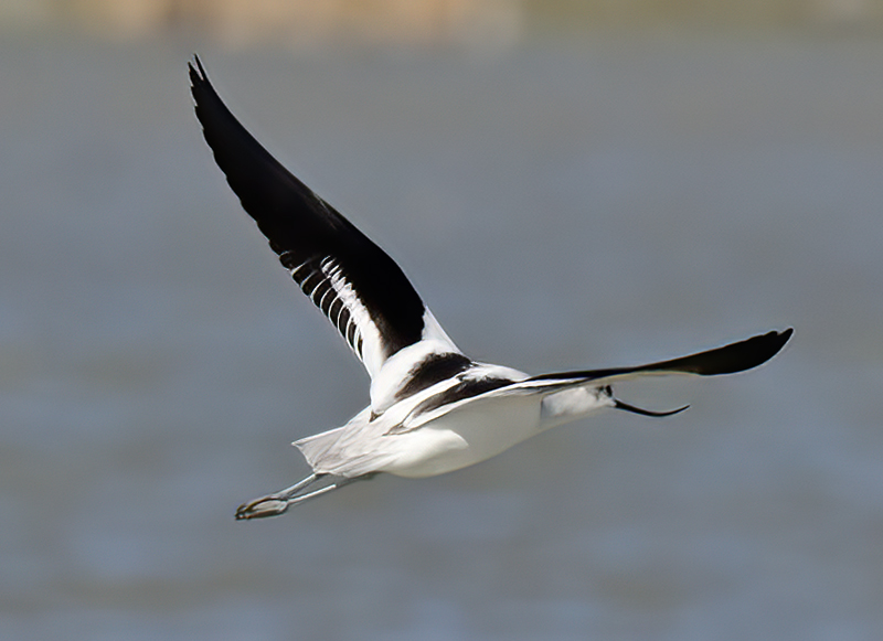 American_Avocet_10_FL_026