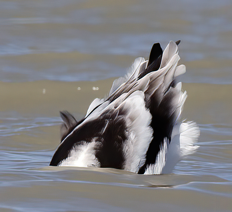 American_Avocet_10_FL_028