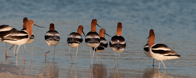 American_Avocet_10_FL_031