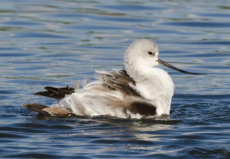 American_Avocet_10_FL_041
