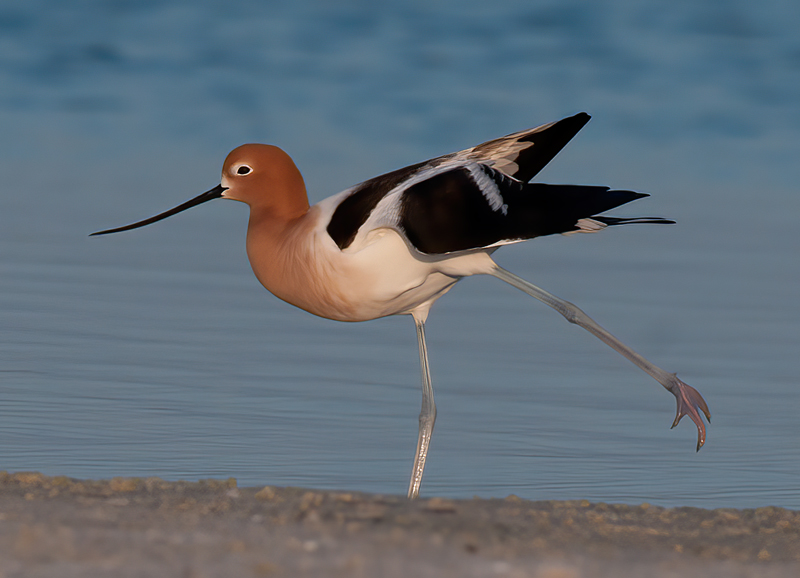 American_Avocet_10_FL_047