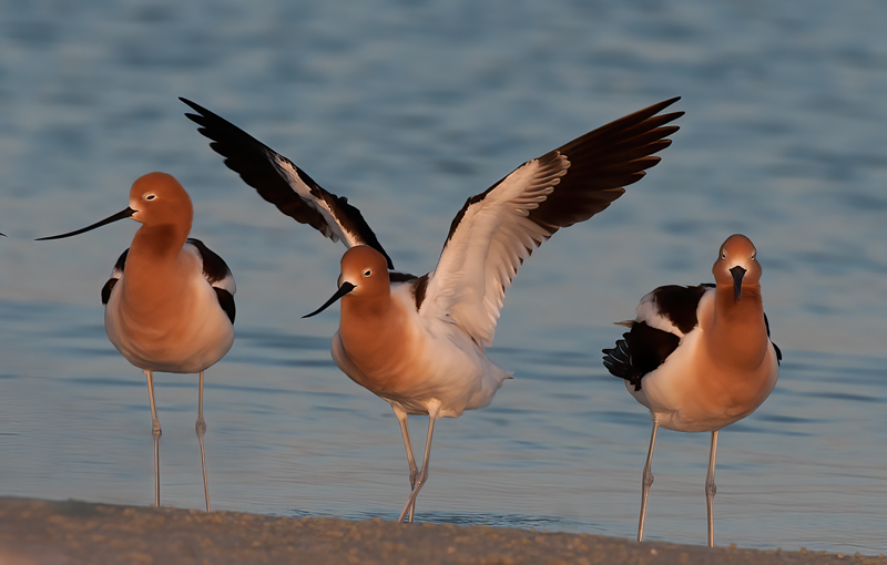 American_Avocet_10_FL_069