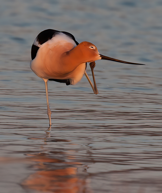 American_Avocet_10_FL_078