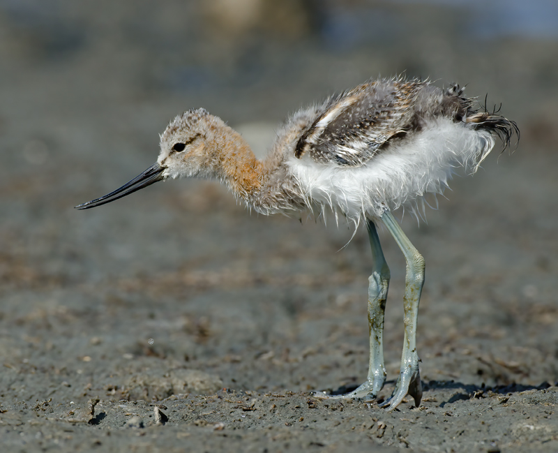 American_Avocet_11_CA_011