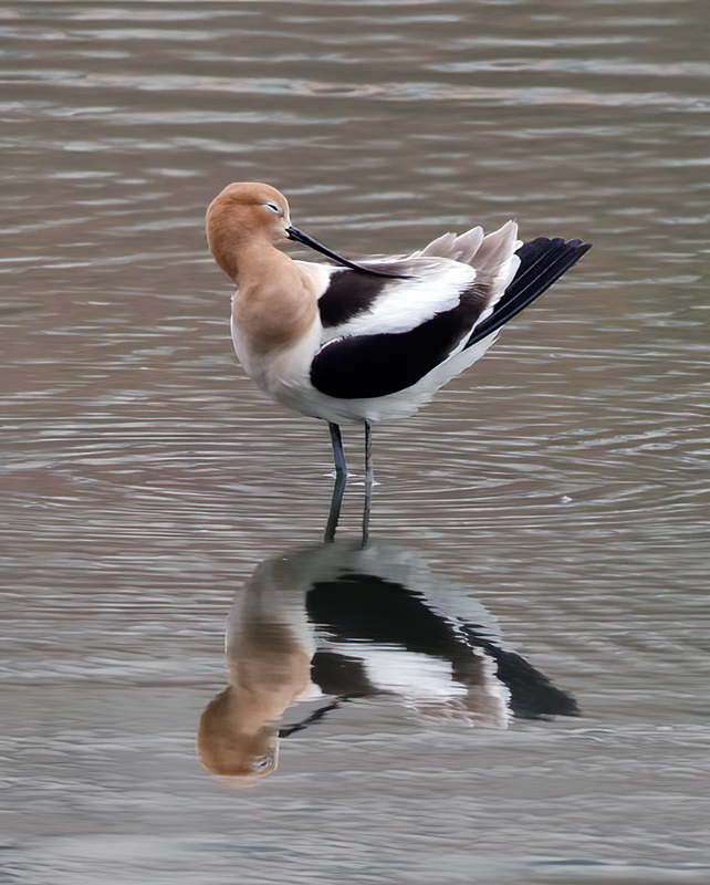 American_Avocet_13_CA_035