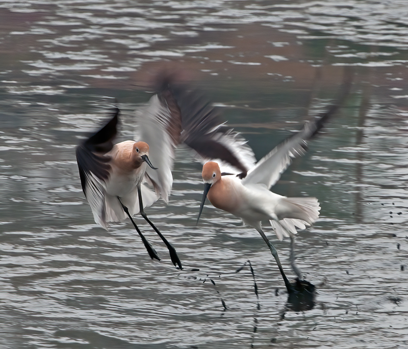 American_Avocet_13_CA_085