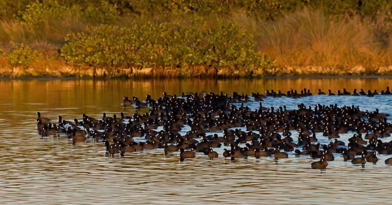 American_Coot_09_FL_006
