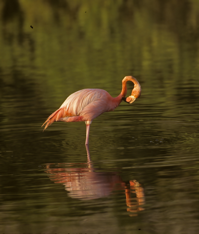 American_Flamingo_97_Galapagos_005