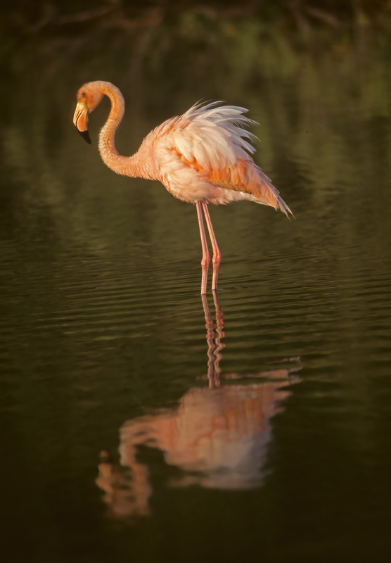 American_Flamingo_97_Galapagos_008