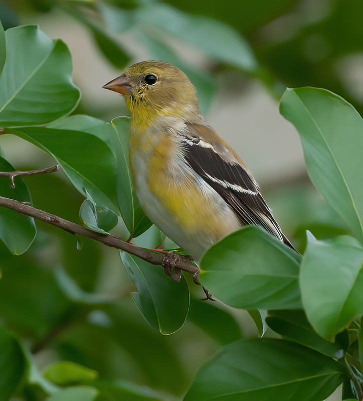 American_Goldfinch_11_FL_008